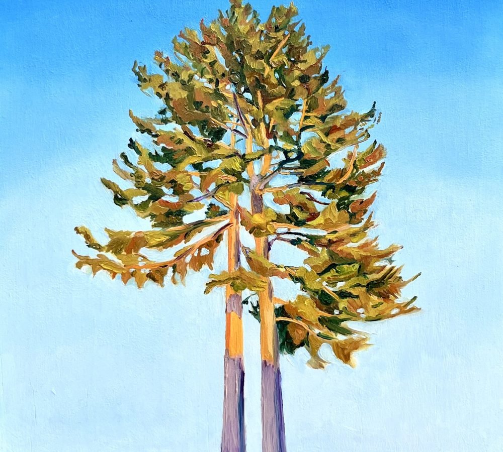 The Tallest Trees